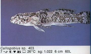Callogobius sp